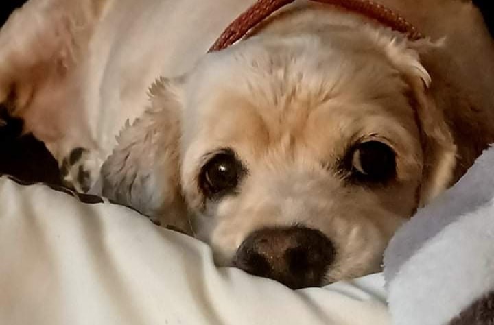 Mon chien blanc au repos sur un coussin