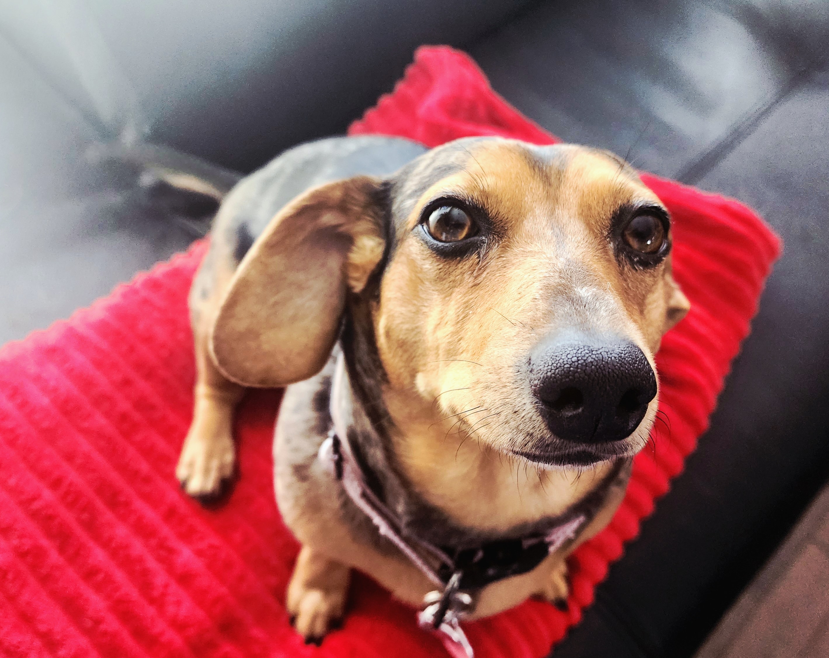 Mon chien sur une couverture rouge