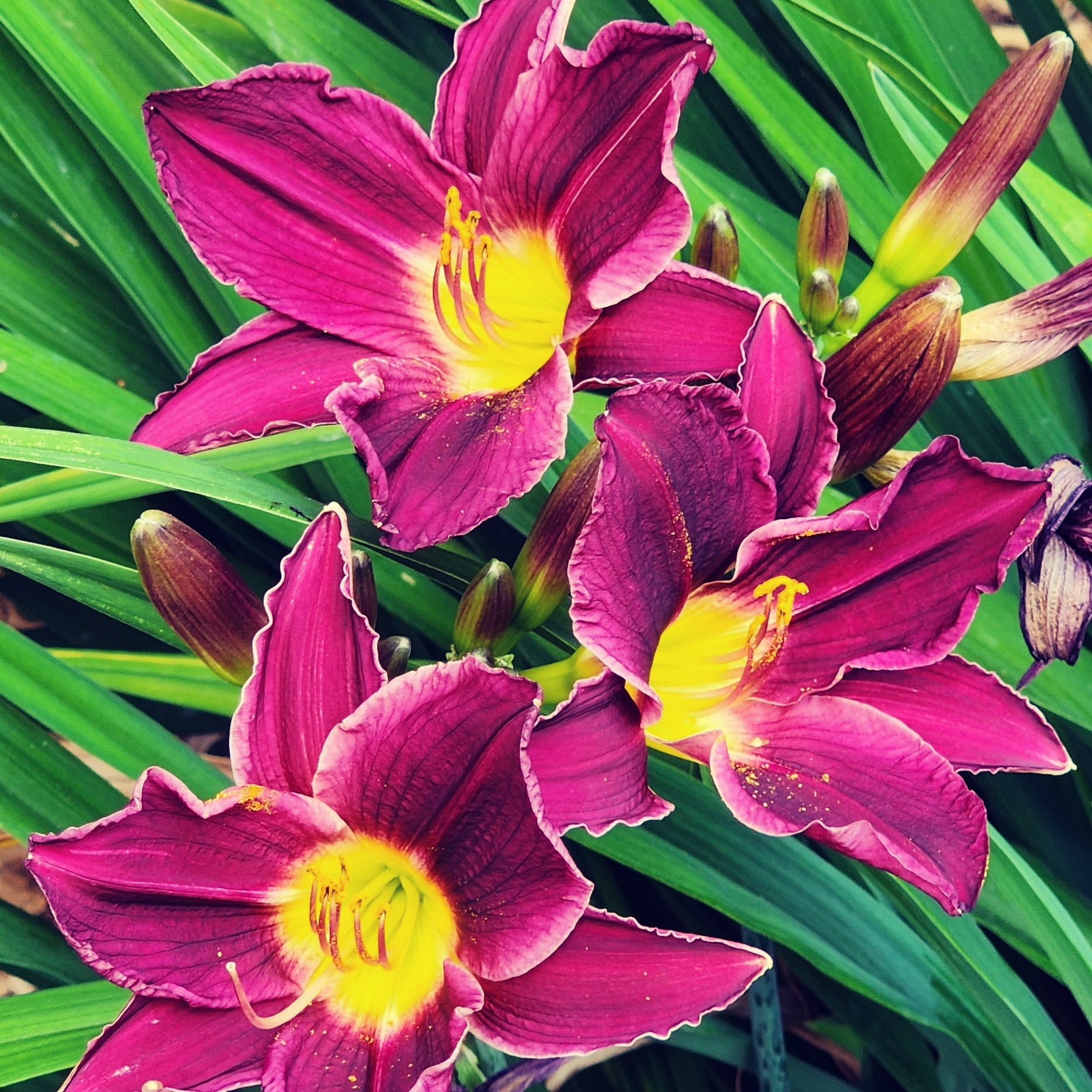 Lys mauves et violets en fleurs dans le jardin