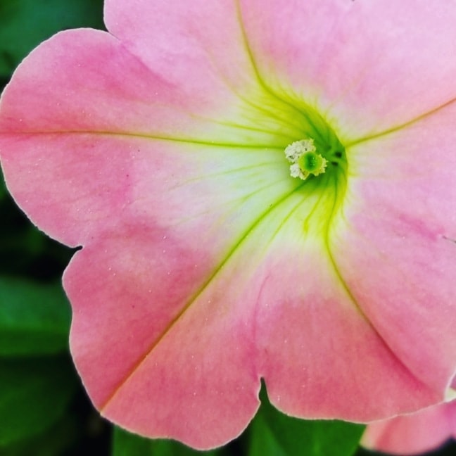 Pétunia rose pâle au cœur vert lime