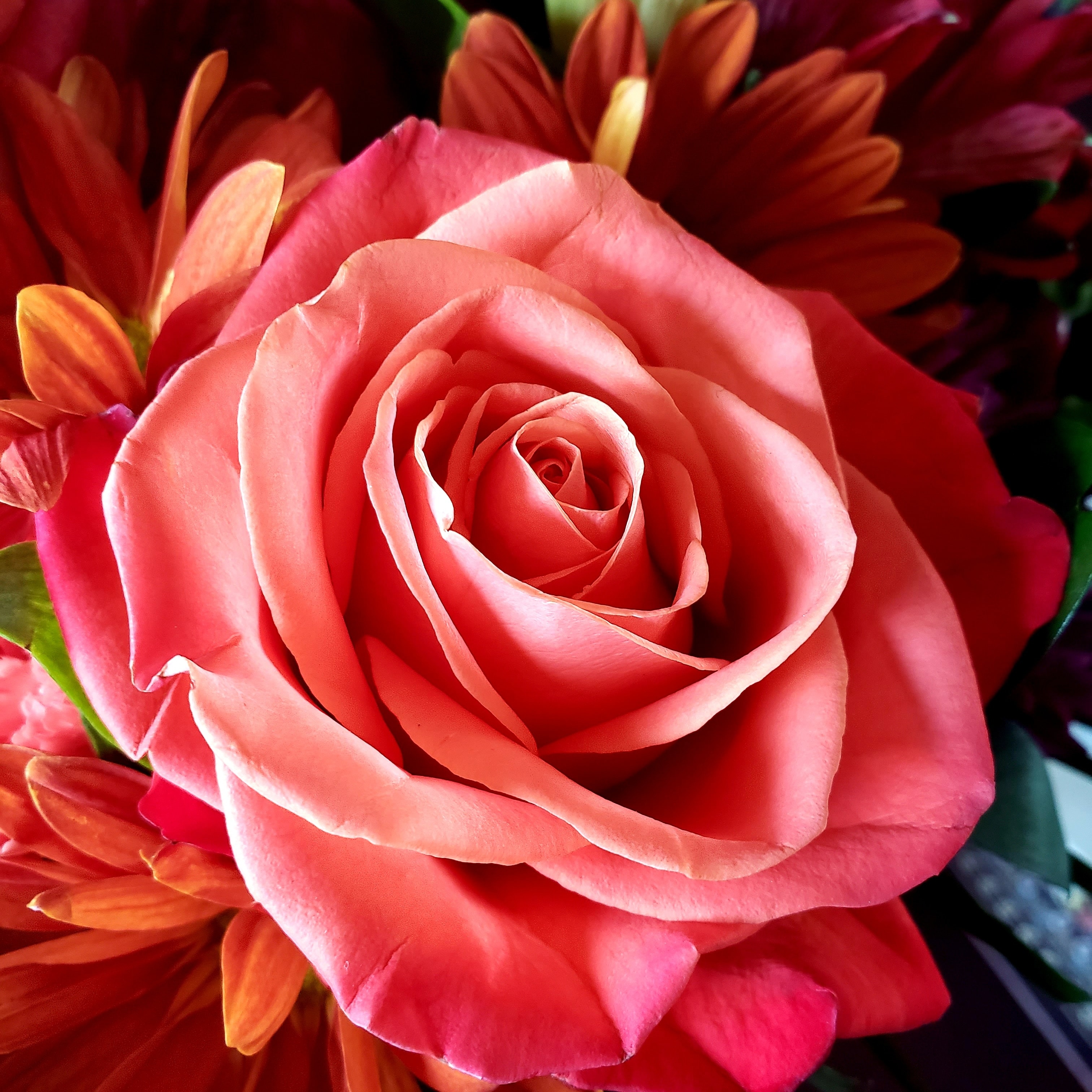 Grande rose corail entourée de fleurs orangées